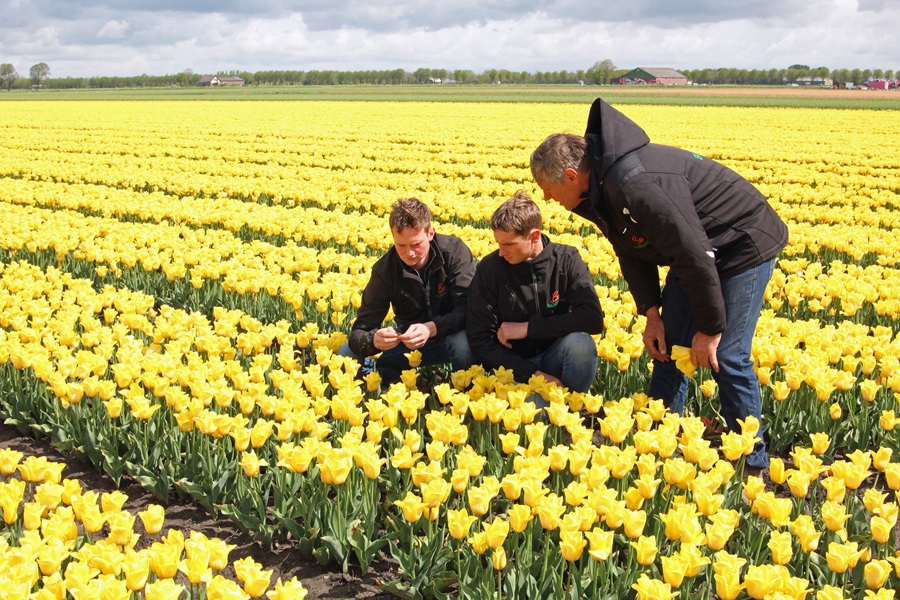 Fam. Schouten - vader en zoons in tulpen