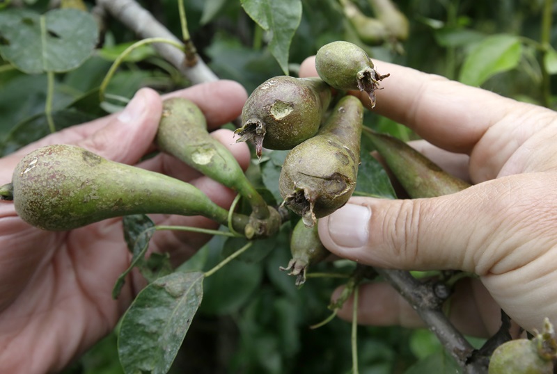 Hagelschade peren